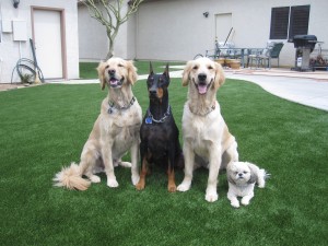 Dogs enjoying synthetic turf from Southwest Greens of the Valley