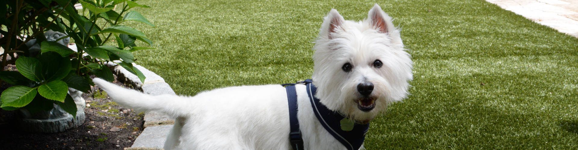 Phoenix Pet Turf Maintenance