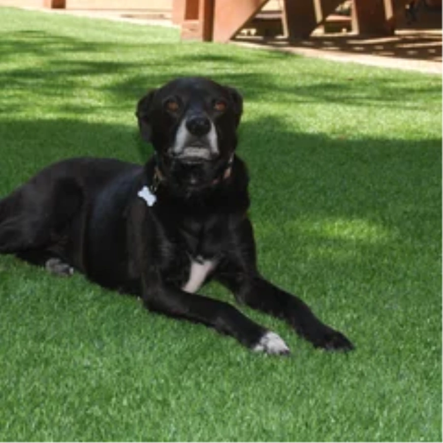 Black dog resting on a pet-friendly Phoenix artificial turf backyard lawn