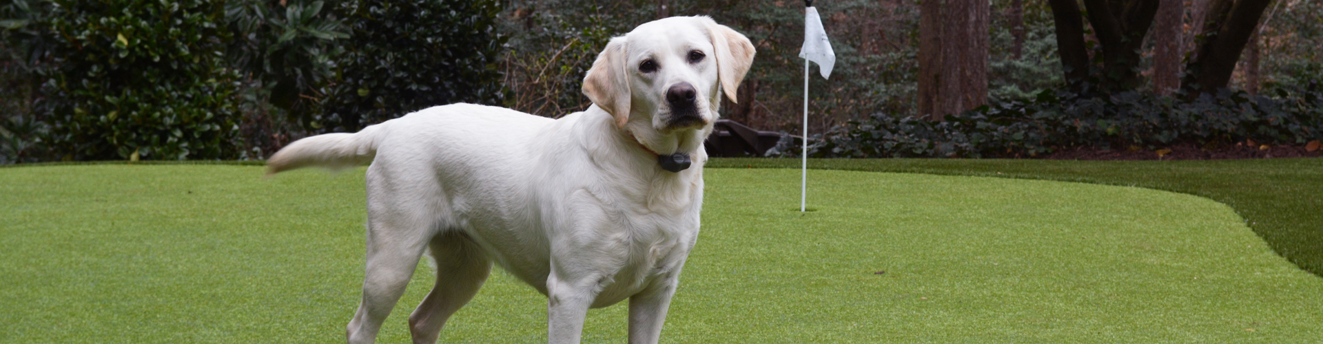 Pet-friendly artificial turf backyard putting green with yellow Labrador installed by Southwest Greens