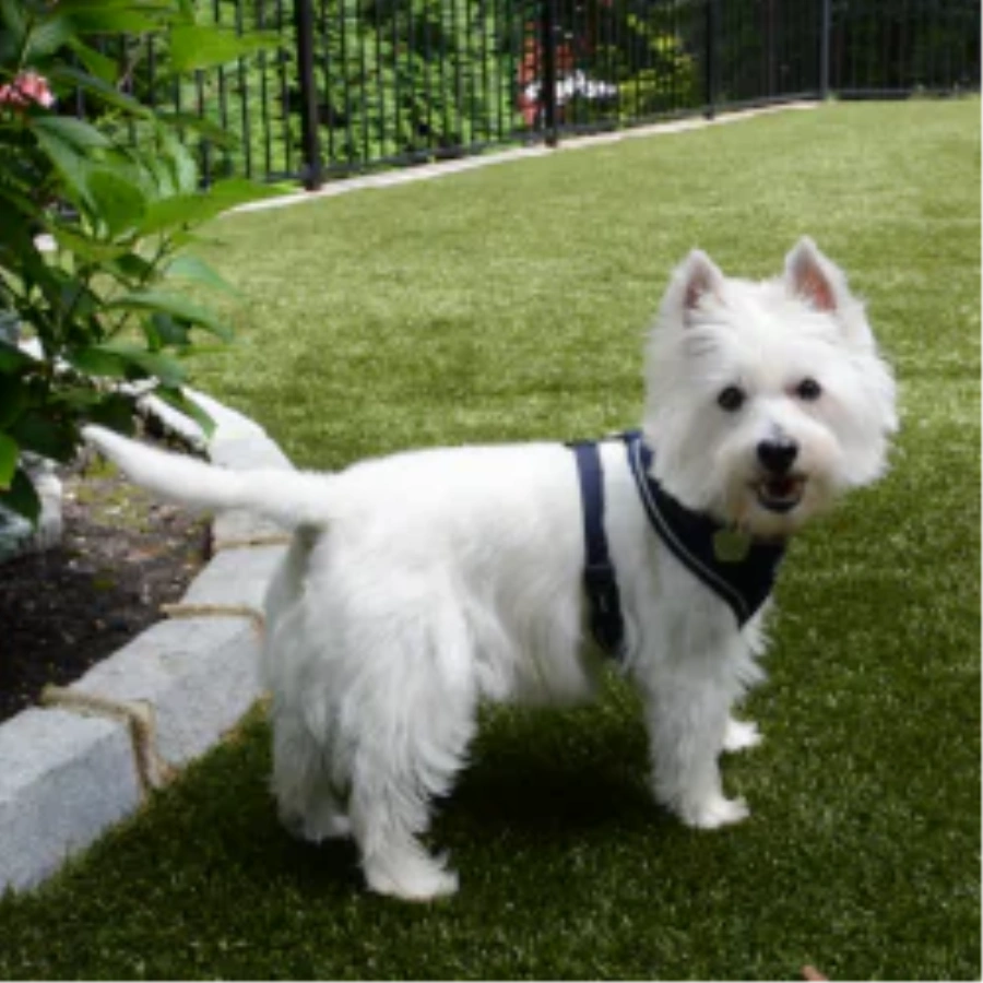 Pet Turf for Multi-Family Properties and Dog Parks in Phoenix