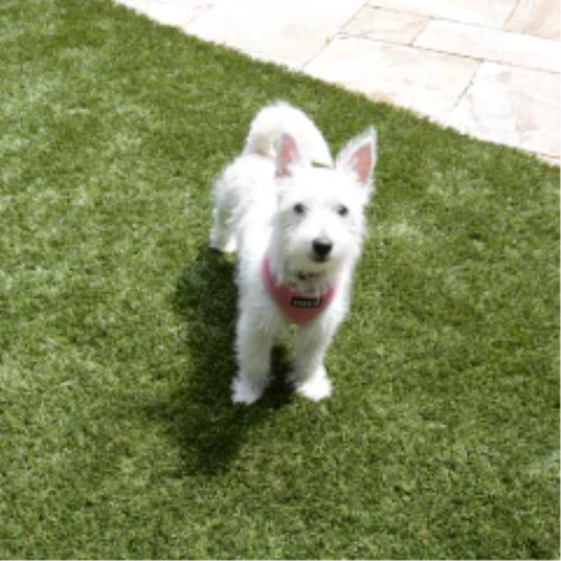 Choosing the Ideal Turf for Dogs