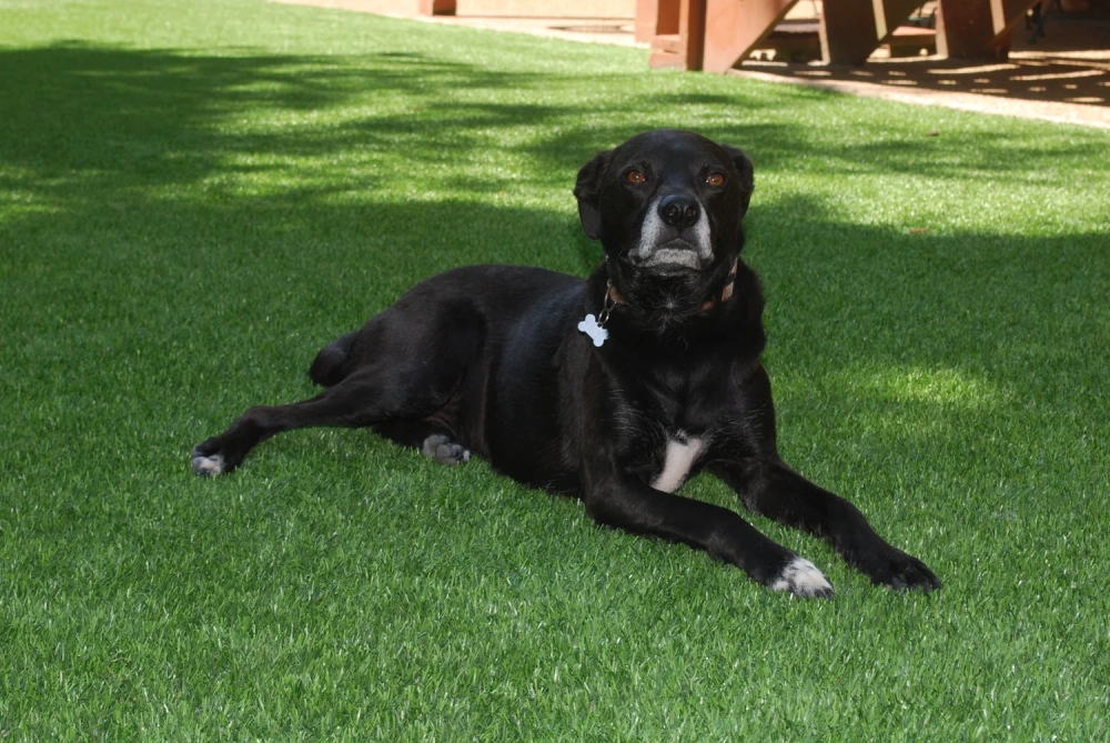 Black dog resting on a pet-friendly Phoenix artificial turf backyard lawn