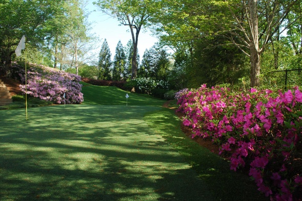 Phoenix backyard putting green grass with flags and pink flowers